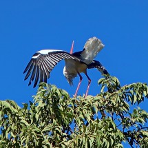 Stork just landing on top of a tree